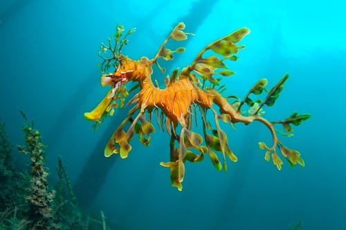 bizarre  animals you might not have seen
