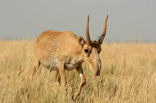 bizarre  animals you might not have seen