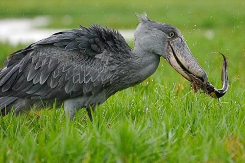 bizarre  animals you might not have seen