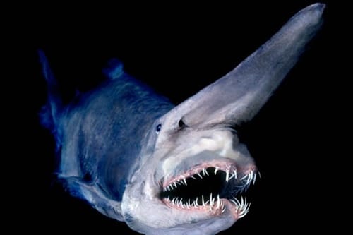 bizarre  animals you might not have seen