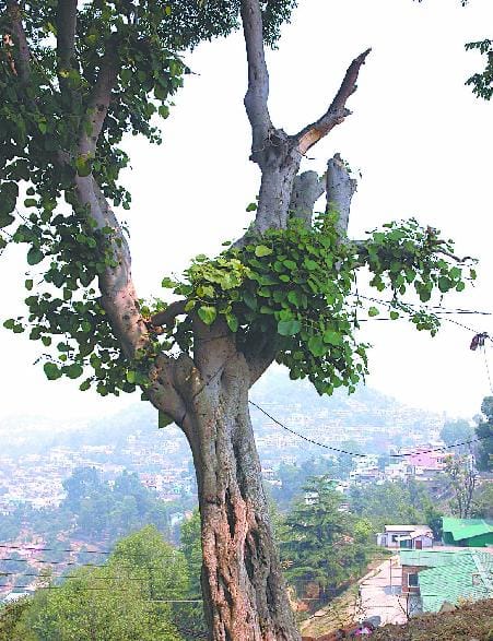 Not even extreme heat Jhulsati Bedhu tree