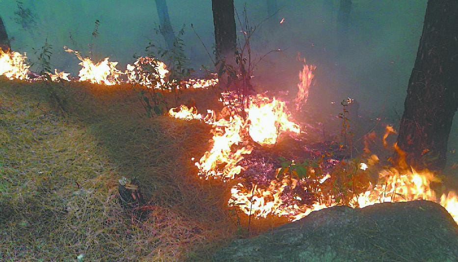 Ascott burning forest