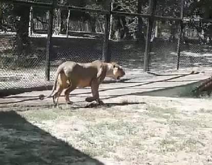 Lion Shilpa moving inside bar in chattbir zoo in zirakpur
