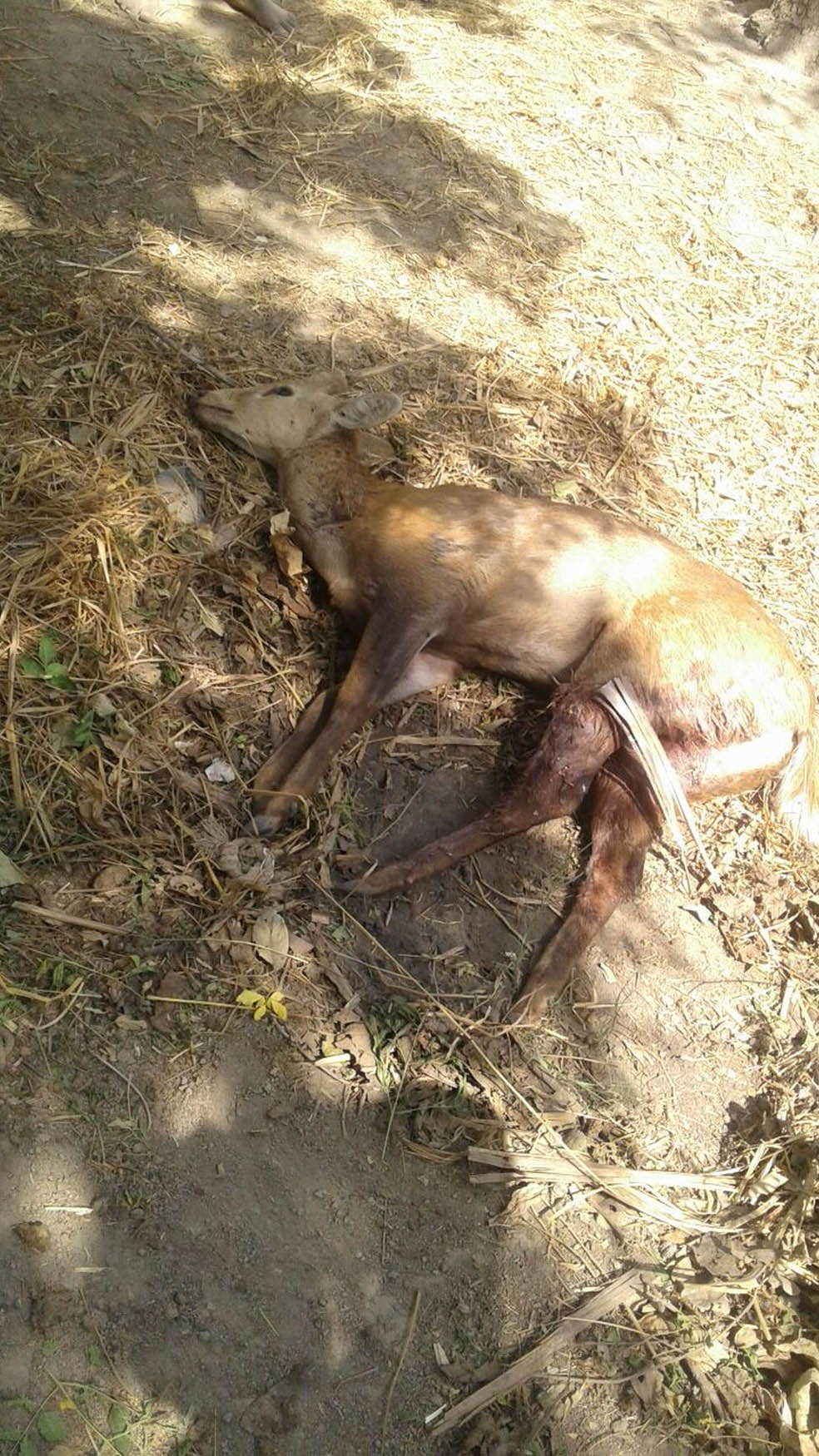 dogs killed deer