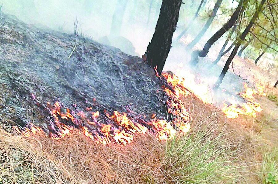 11 hectares of forest burnt in the district