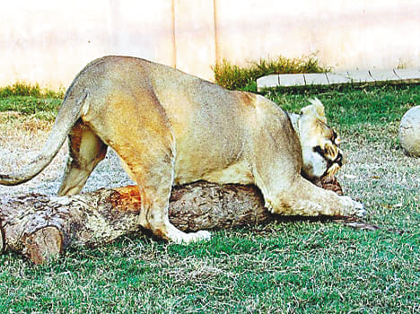 Breeding Centre and the Veterinary Hospital of the red line drawn between