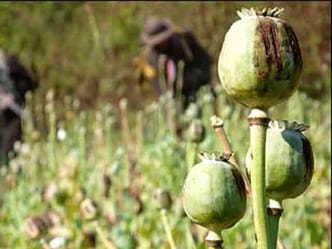 destroying opium cultivation