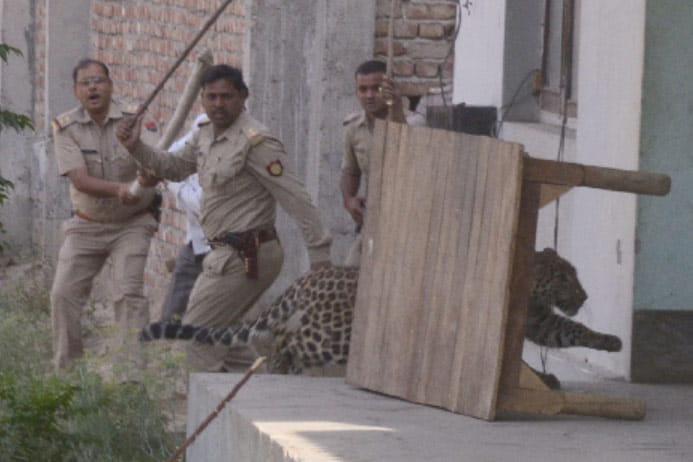 PIC: Leopard enters in a house in Inderpuri
