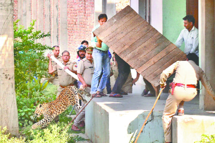 PIC: Leopard enters in a house in Inderpuri