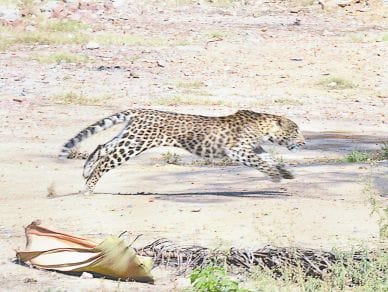 4 hours rescue opration for leopard in agra