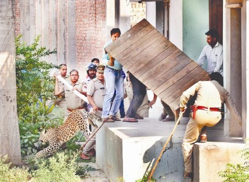 after leopard jumped, police is in danger