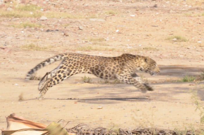 PIC: Leopard enters in a house in Inderpuri