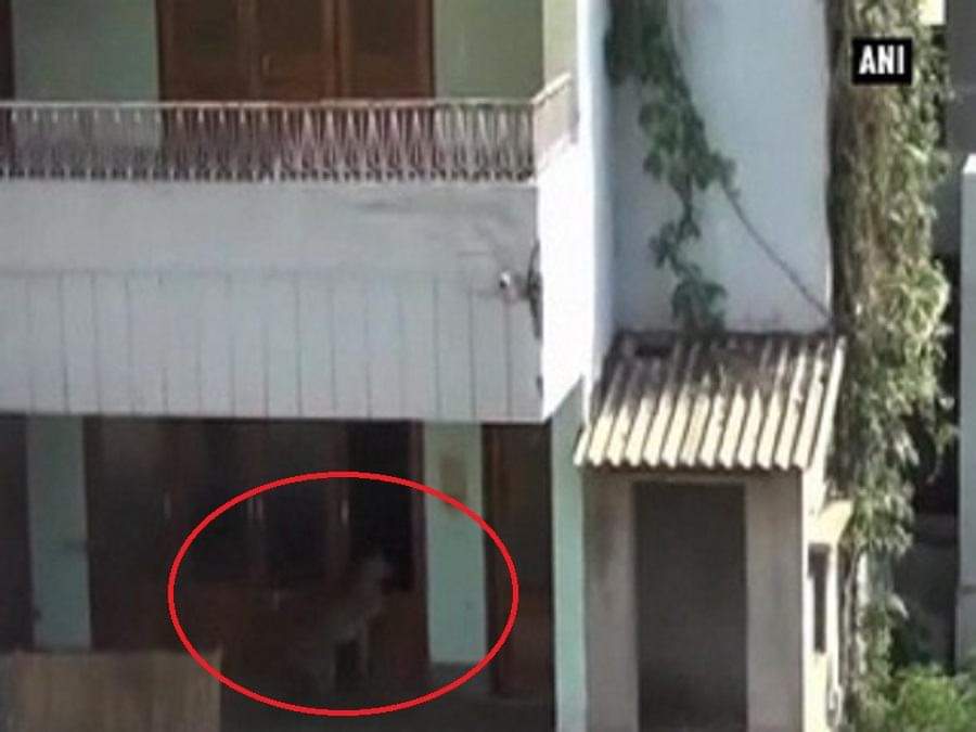 आगरा में तेंदुआ