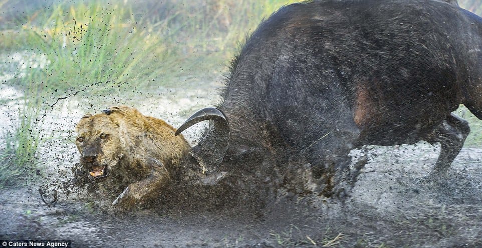 fight between bull and lions