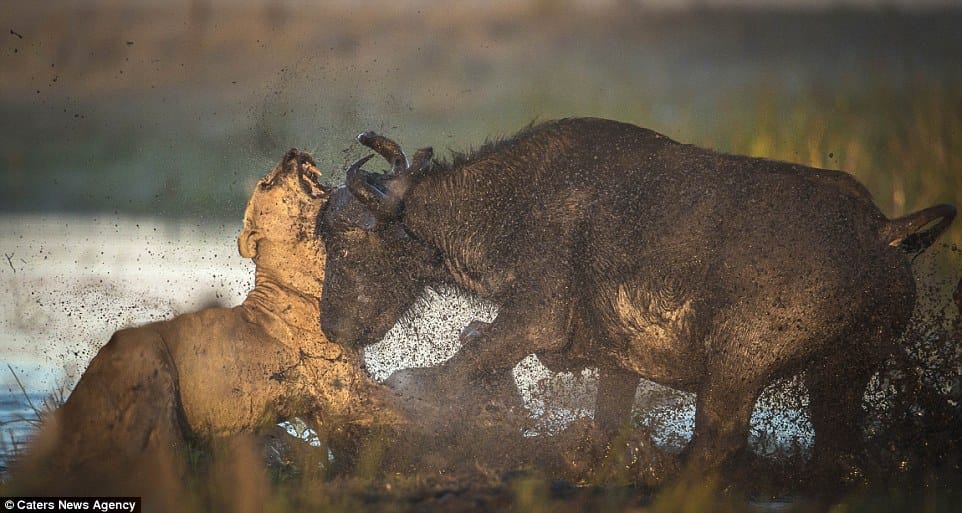 fight between bull and lions