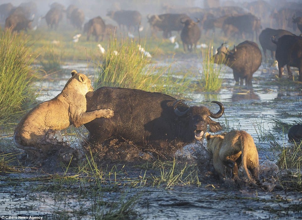 fight between bull and lions