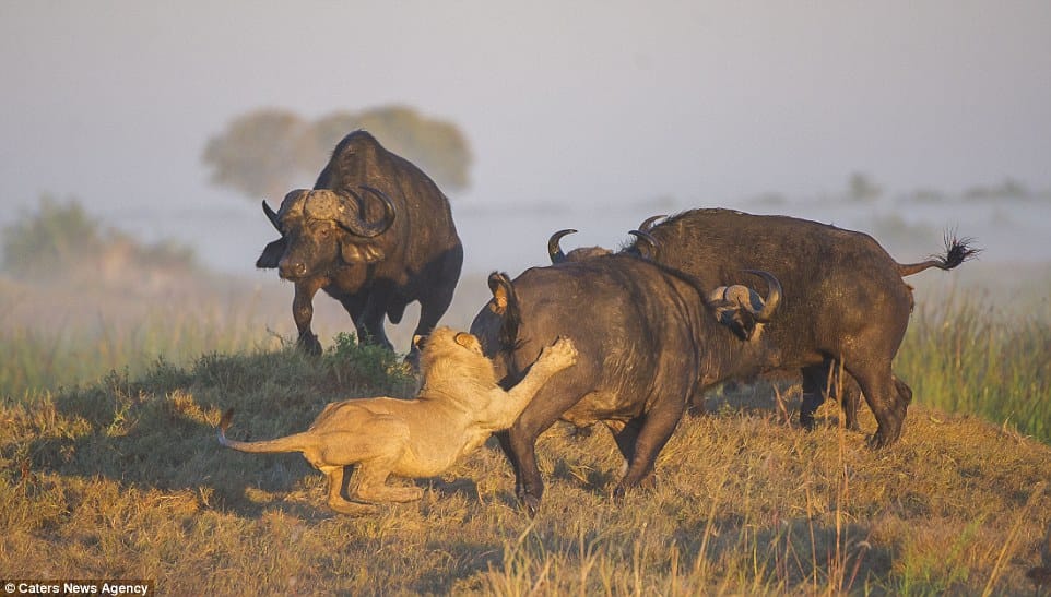 fight between bull and lions