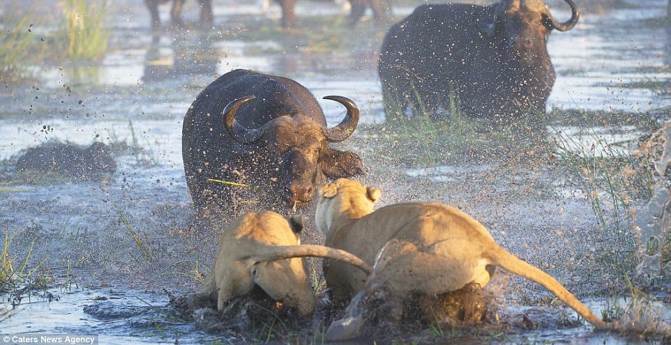 fight between bull and lions