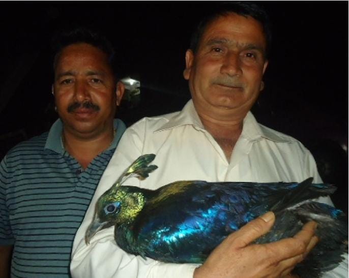state bird monal