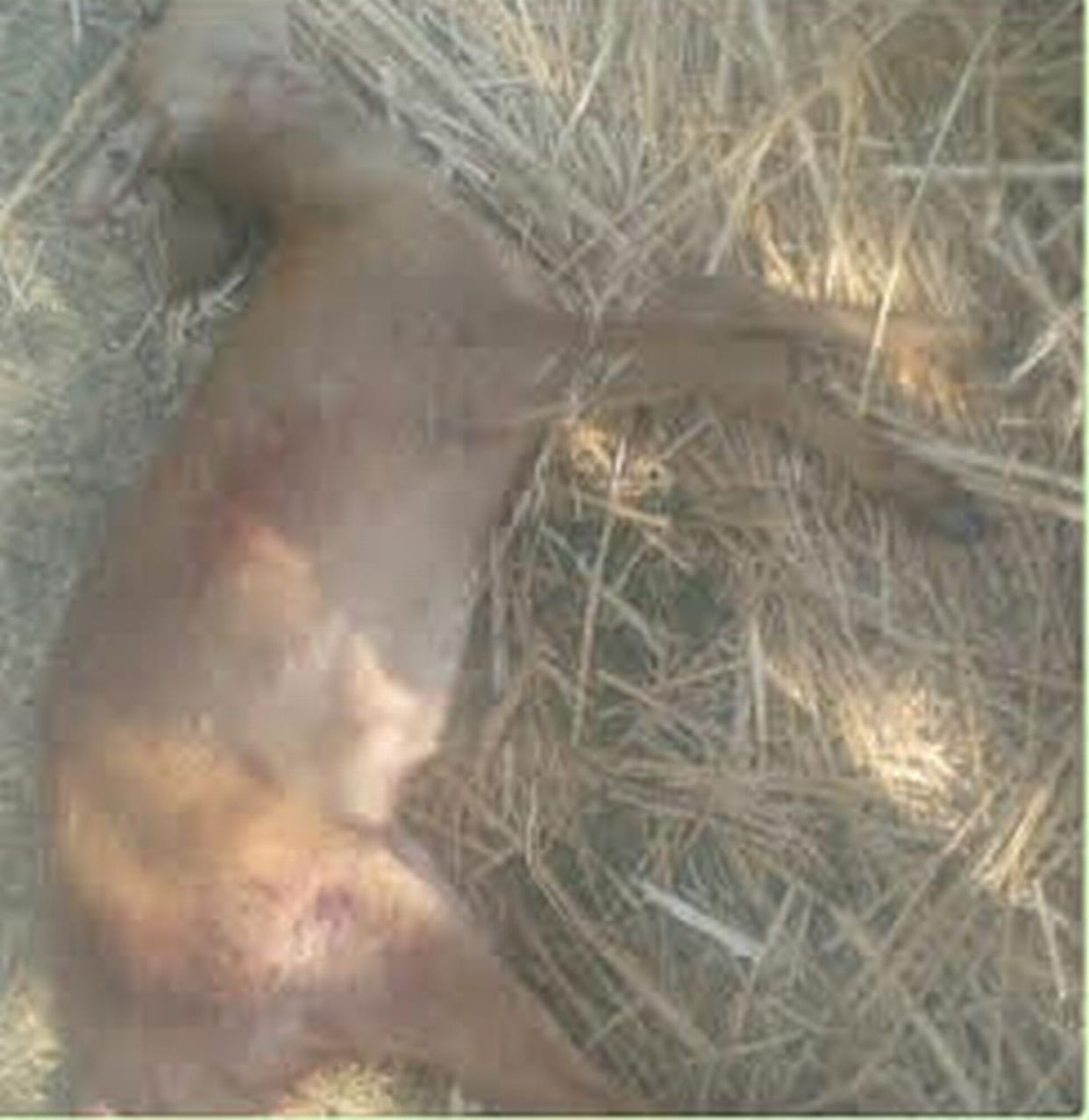 The bodies of reindeer found in the village