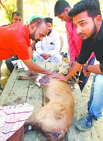 Terror continues in the countryside of dogs