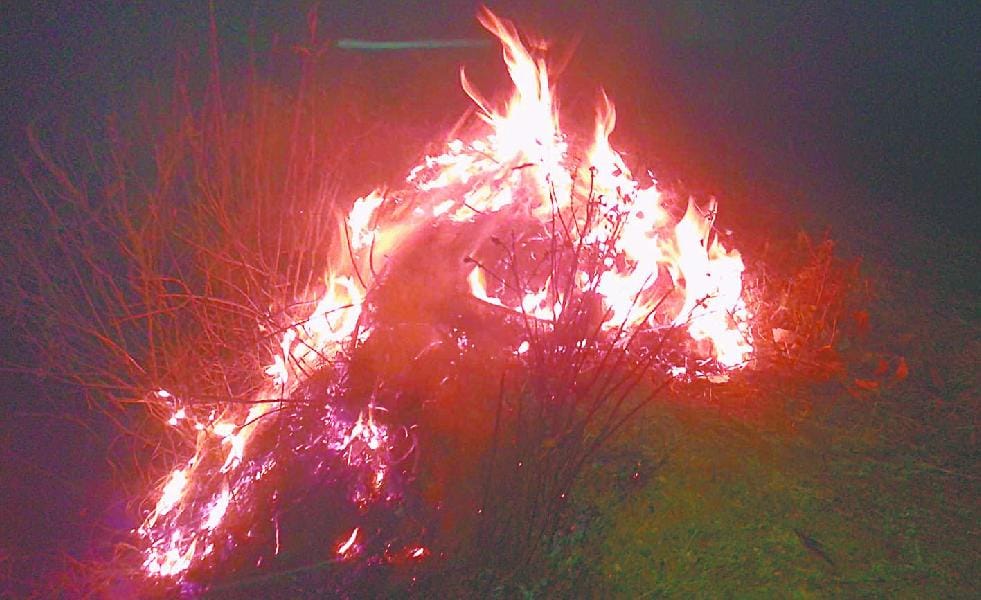 Burned forest, forest destruction