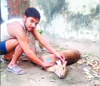 in search of water deer killed by dogs
