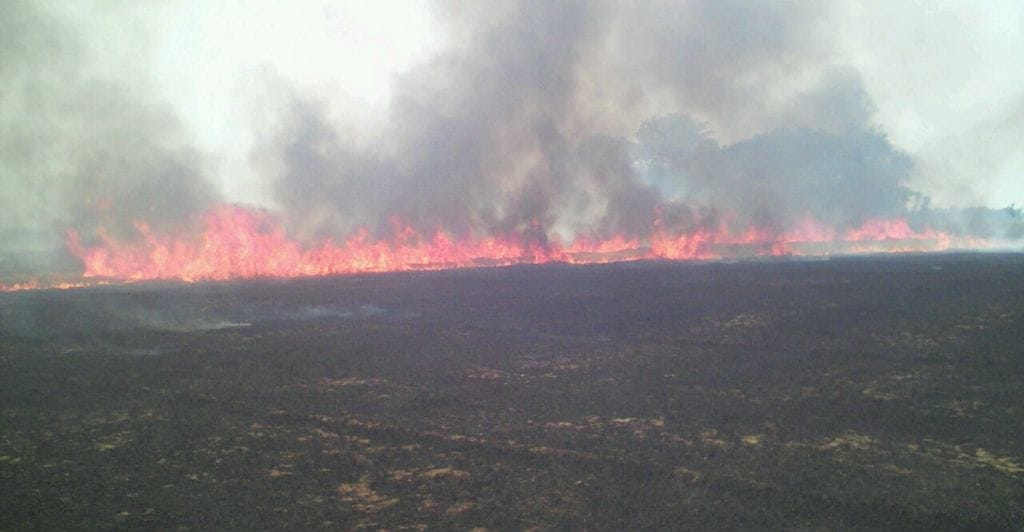 manal froest gitted in fire