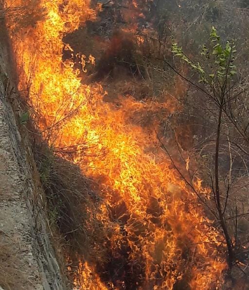 Burning forest in bheemtal