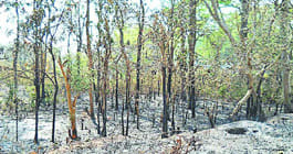 Forest flames mayhem
