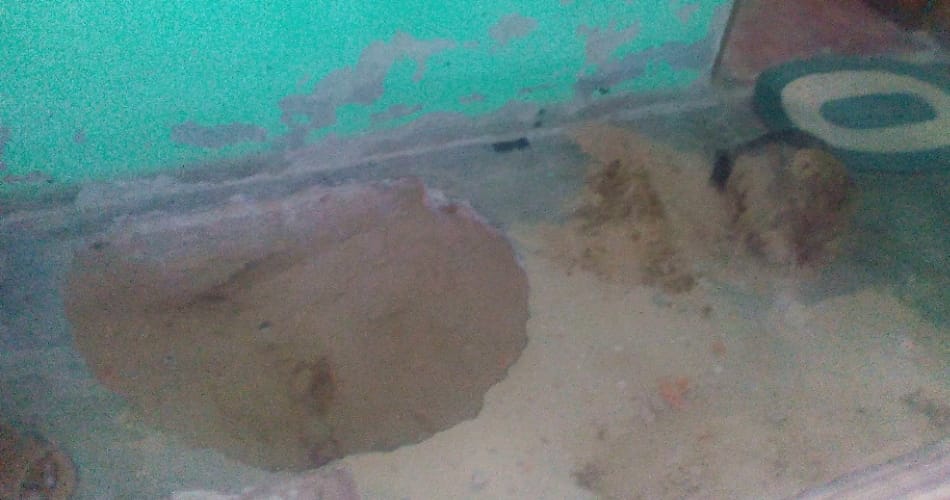 husband murder, husband brutly murder, bahadurgarh murder, dead body cut parts, bahadurgarh