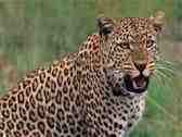 leopard feared in village sameypur
