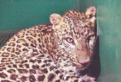 leopard only eating meat