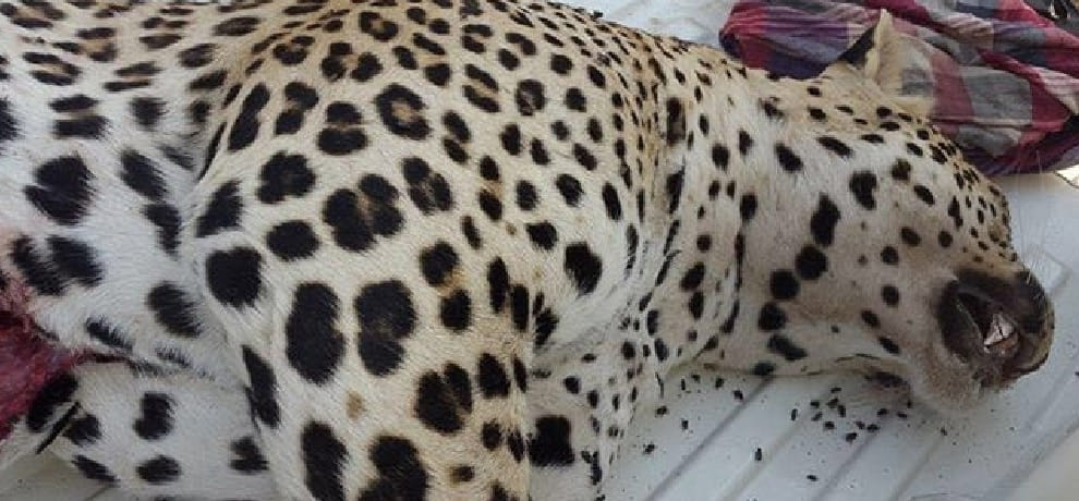 leopard attack in guraon