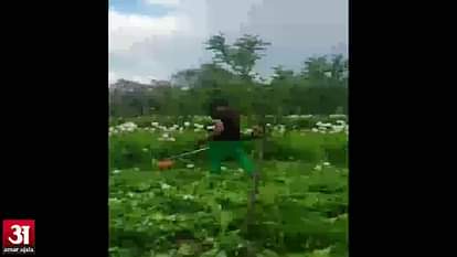 Kashmir's opium cultivation destroyed