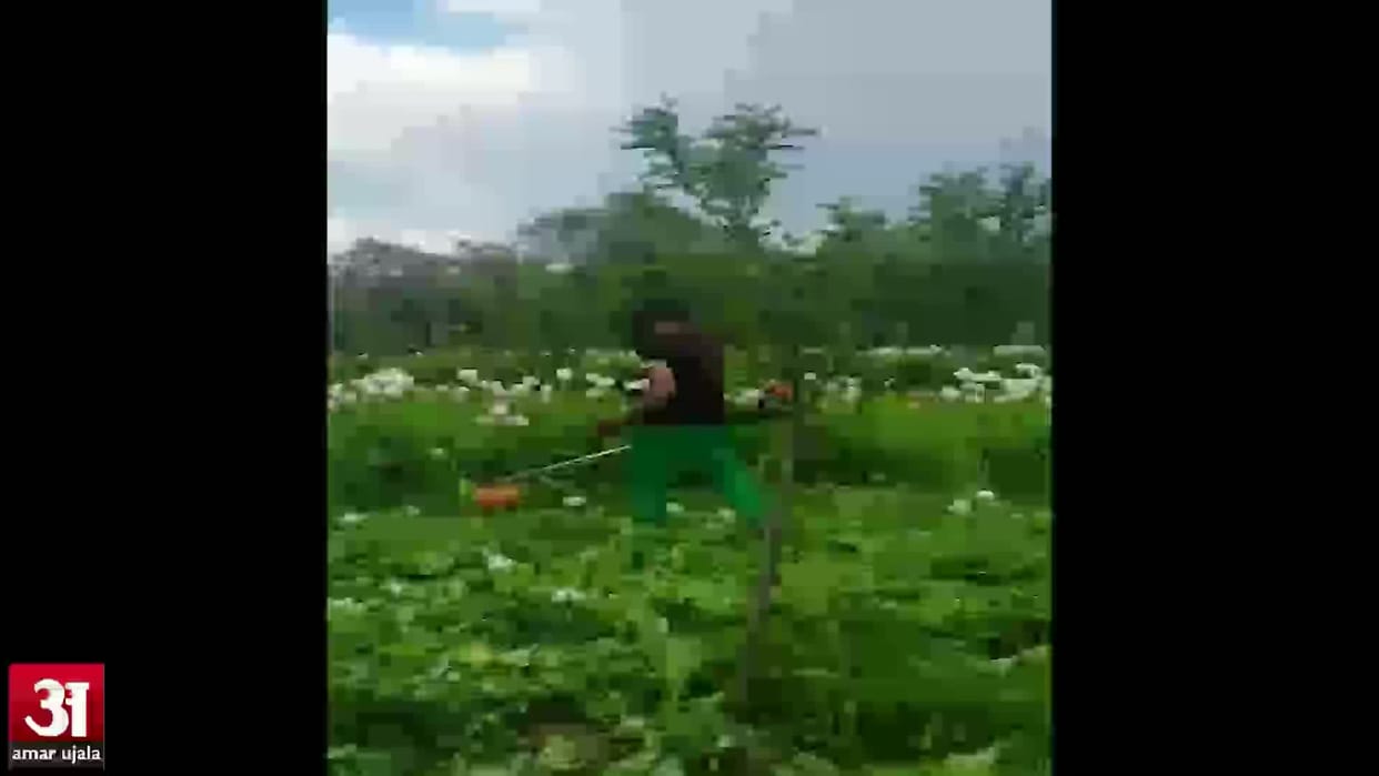 Opium production is a dominant force Badaun, 266 new licenses