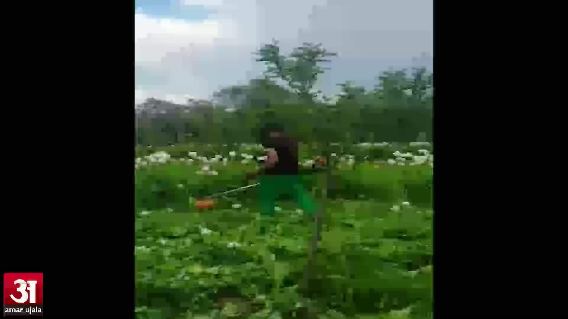 अफीम की खेती