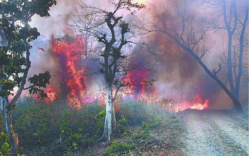 Tanakpur forest fire
