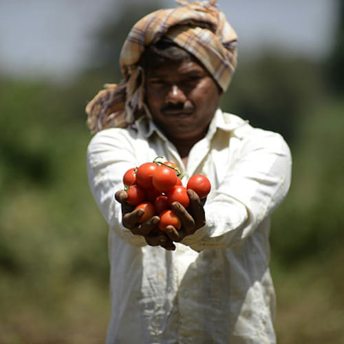 Vegetarian diet makes You healthier and Live Long, 10 Amazing Benefits