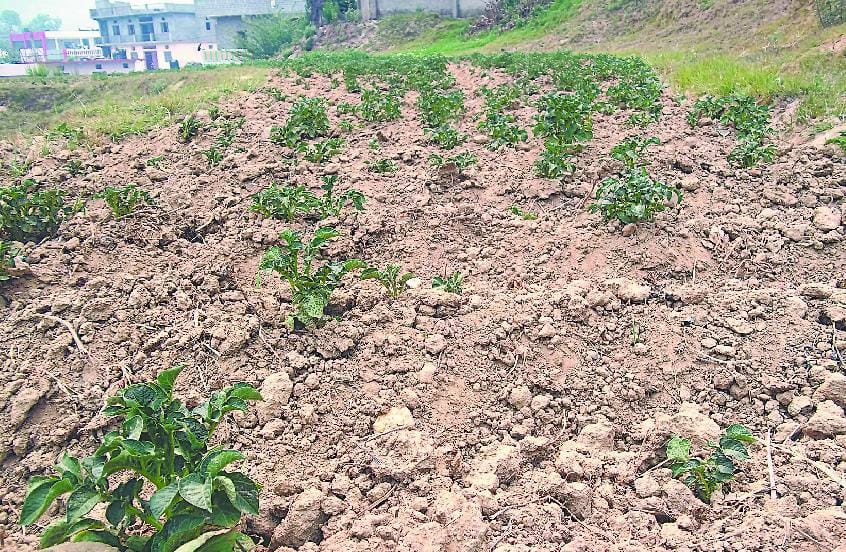 Dry farm in Champawat
