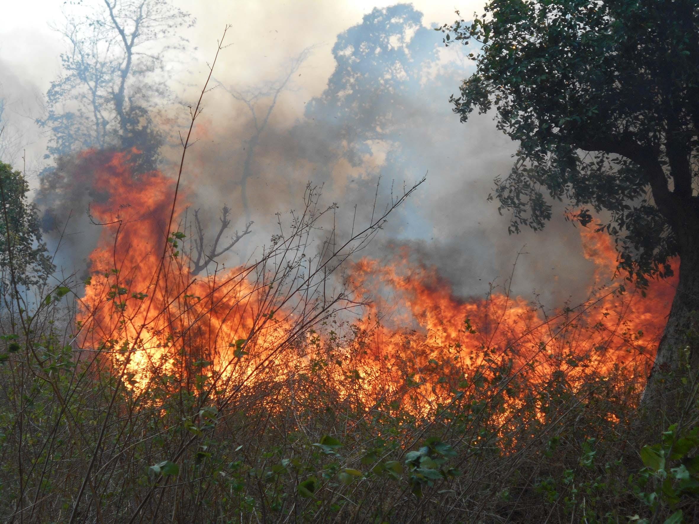 forest fires reached near to Army Arsenal at tehri