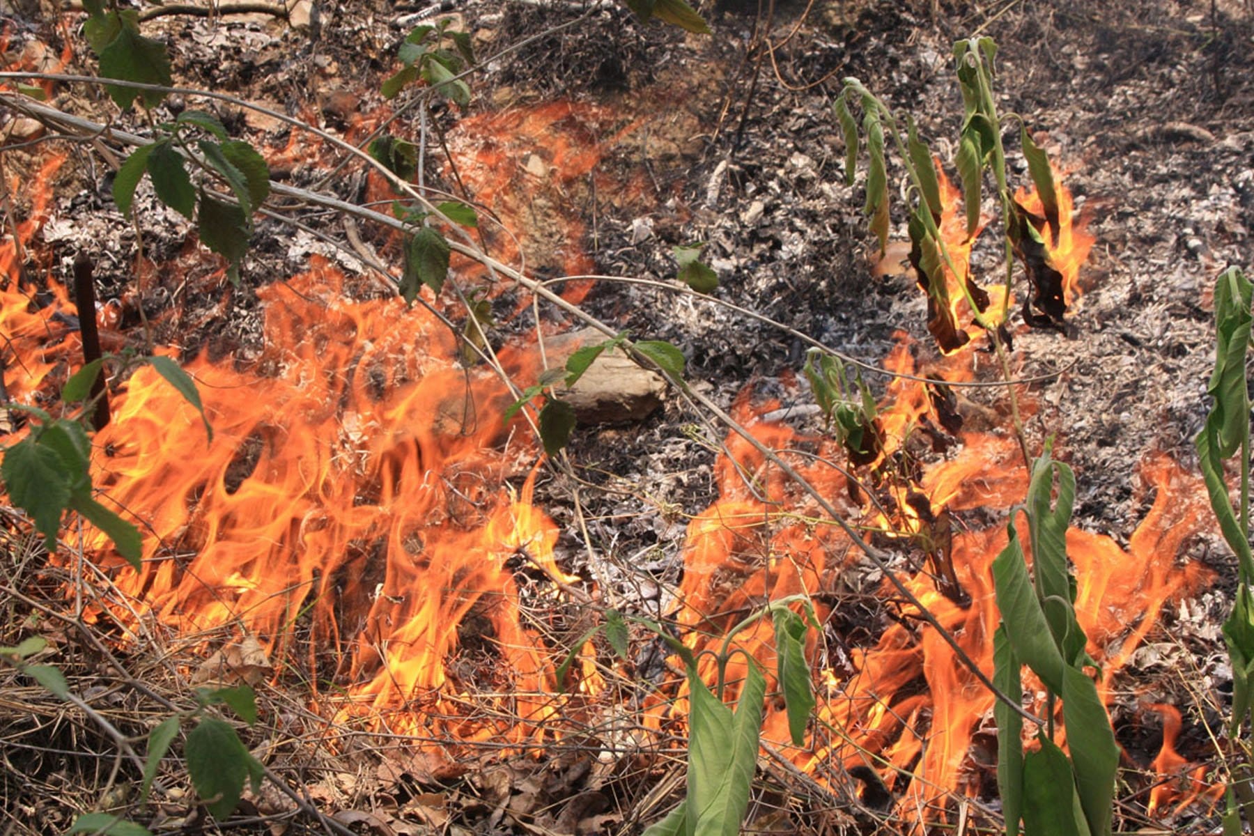 forest fires reached near to Army Arsenal at tehri
