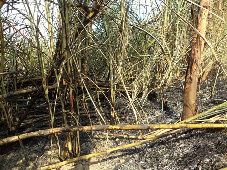 Four family devastated by fire