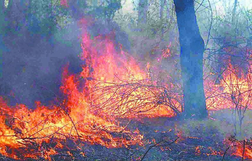 forest fire in Champawat