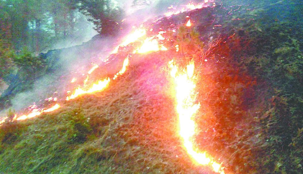 Pithoragarh are scorched by forest fires every part of