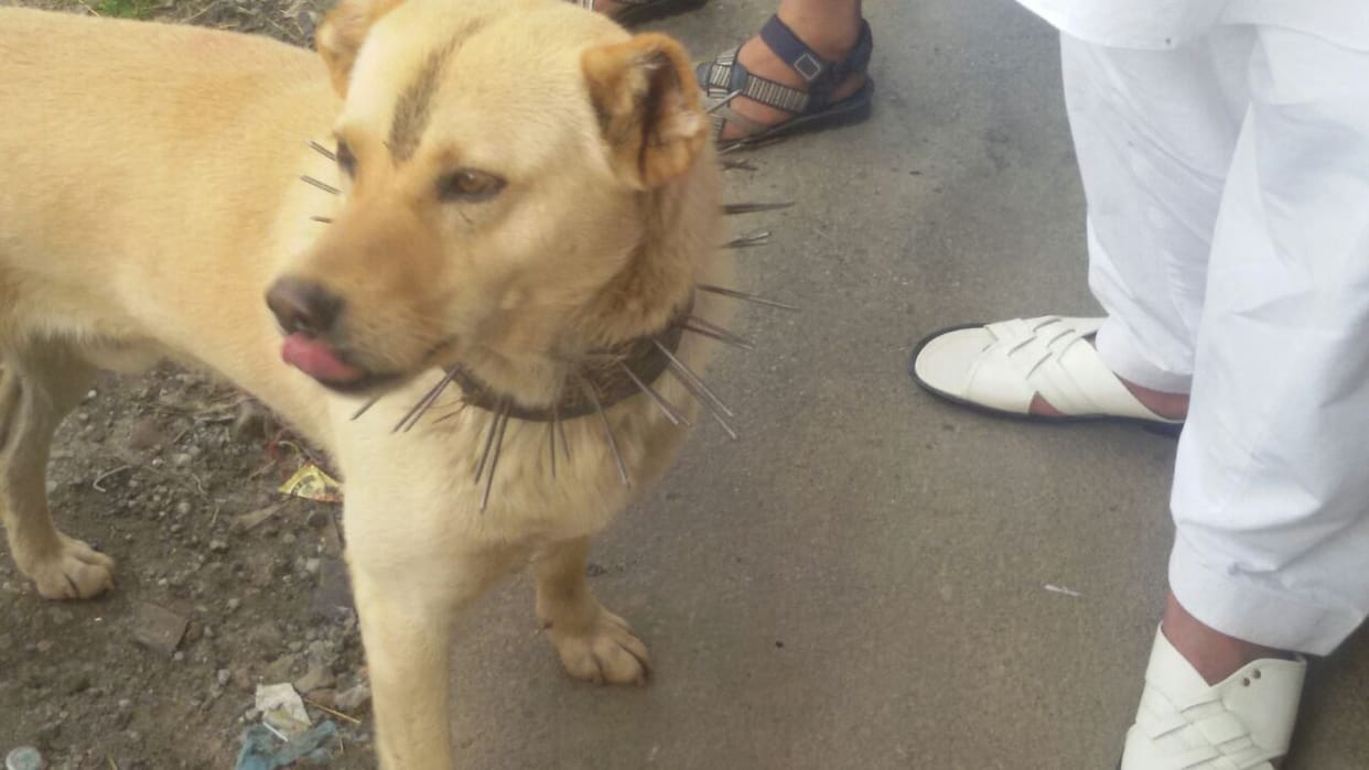 special leash protect pets for leopard