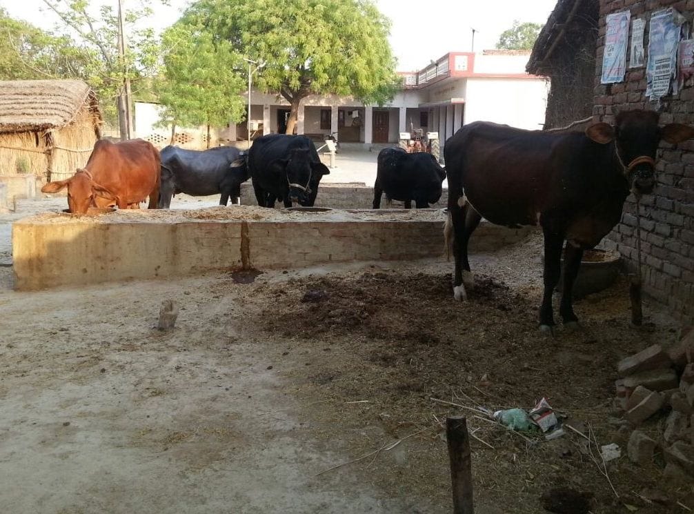 Haryana gets best animal husbandry state award