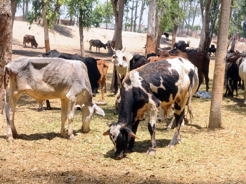 cow tax, cow tax in bhatinda, bhatinda tax
