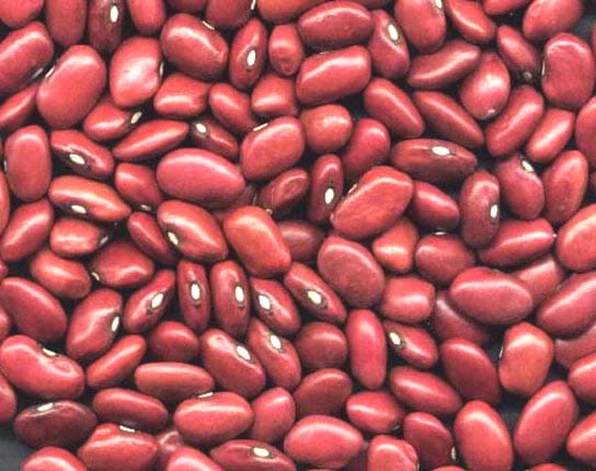 farming, rajma farming in ludhiana, ludhiana farming