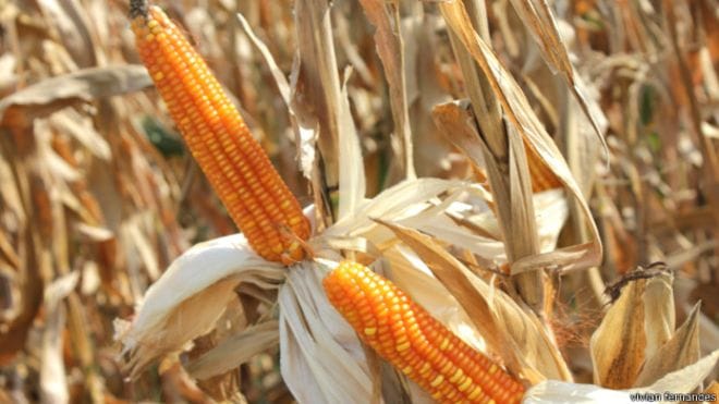 Bihar's smart farmer, Earnings from maize